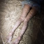 Limited Edition Honoka – Blue Water