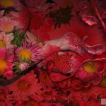 June Kusanagi & Shinju Murasaki