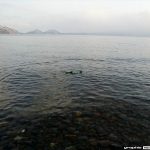 Hitomi Hayasaka 早坂ひとみ