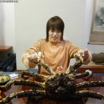 Hitomi Hayasaka 早坂ひとみ