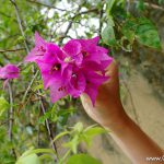 Asami Ogawa 小川あさ美 Blue moon