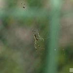 Mai Kitamura 喜多村麻衣 Complete education