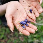 Reina Mizuki 美月れいな Jll-humored Fruits