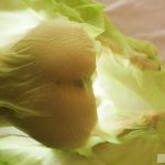 Meguri めぐり Encounters