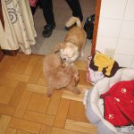 Meguri めぐり Encounters