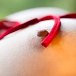 Anri Okita 沖田杏梨 Nonstandardized