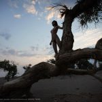 夏冰 清風胡楊 1