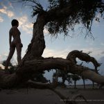 夏冰 清風胡楊 1