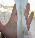 濃厚な下り物（おりもの）付きパンツのエロ画像