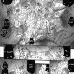 Empress Of Nosferatu