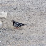 SMILE&EROS 本田莉子_ セクシーでカッコイイヌード写真集 ビジュアルフォトブック