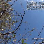 Flying ルリ セクシーでカッコイイヌード写真集 ビジュアルフォトブック012