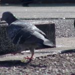 Flying ルリ セクシーでカッコイイヌード写真集 ビジュアルフォトブック012