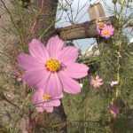 Flying ルリ セクシーでカッコイイヌード写真集 ビジュアルフォトブック012