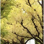 人妻愛人奴隷 吉沢明歩