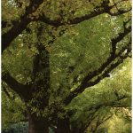 人妻愛人奴隷 吉沢明歩